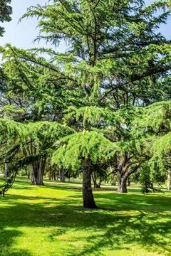 Cones on trees Stock Photos