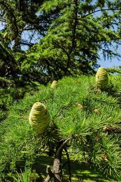 Cones on trees Stock Photos