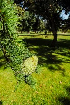 Cones on trees Foto stock