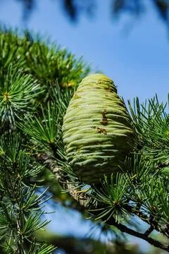 Cones on trees Stock Photos