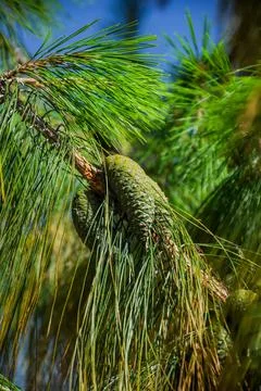Cones on trees Stock Photos
