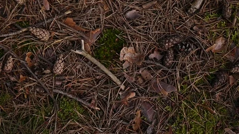 Cones, twigs and needles in the forest on ground Stock Footage 302899658
