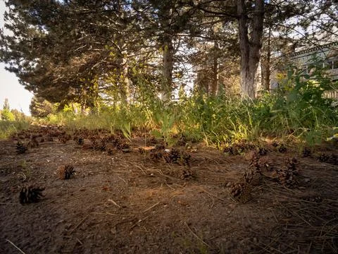 Cones under the pines at sunset Stock Photos