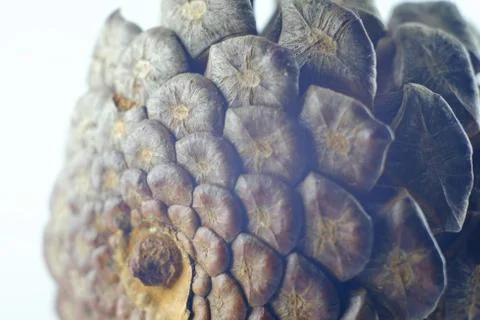 Cones on a white background Stock Photos