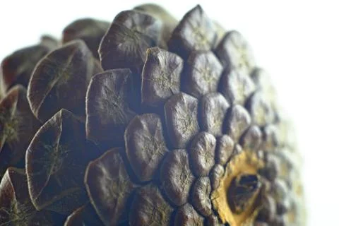 Cones on a white background Stock Photos