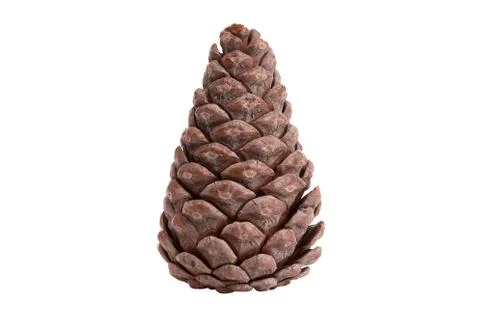 Cones on a white background Stock Photos