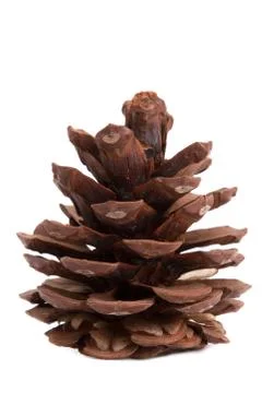 Cones on a white background Stock Photos