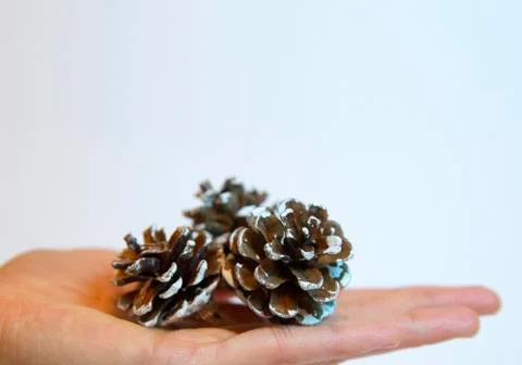 Cones on a white background Stock Photos