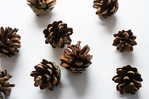 Cones on a white background Stock Photos