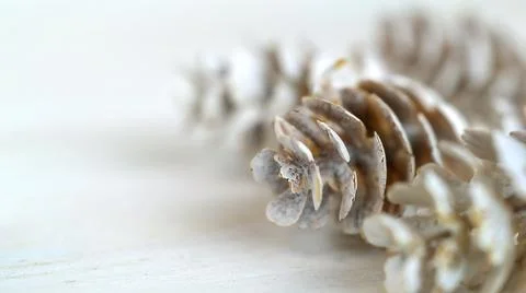 Cones on a white background with very soft focus, tender winter card with copy Stock Photos
