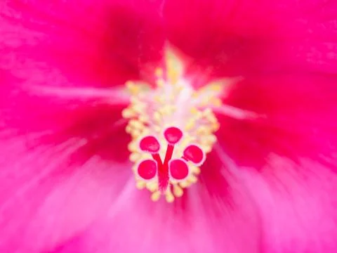 Confederate rose Stock Photos