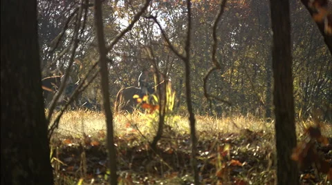 Confederate's on horseback Stock Footage 40478977