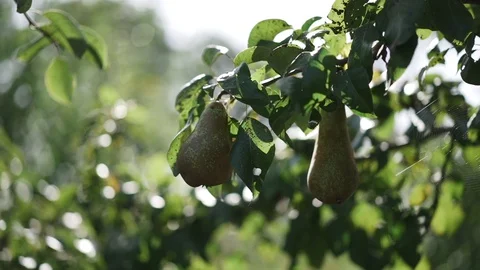 Conference pear on tree Stock Footage 128389031