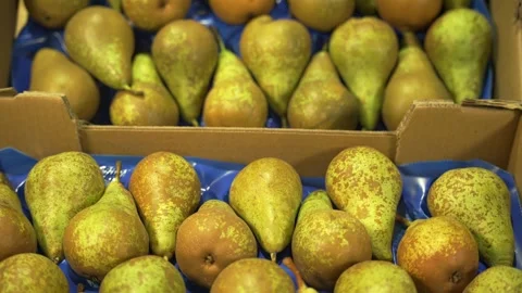 Conference pears placed in cardboard boxes on display for sale. Stock Footage 329930338