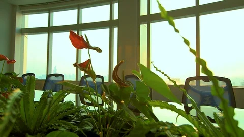 Conference table through plants 01 Video stock 89567548