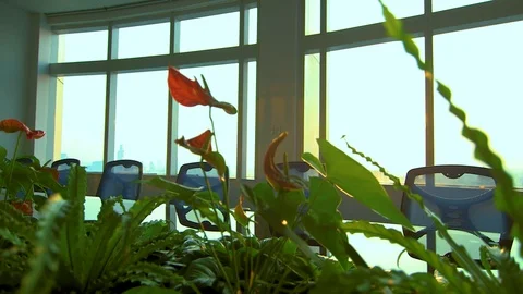 Conference table through plants 02 Video stock 89567446