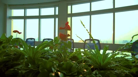 Conference table through plants 03 Stock Footage 89567449