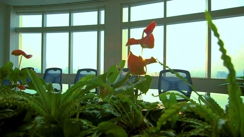Conference table through plants 04 Video stock 89567422