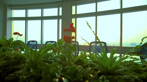 Conference table through plants 07 Stock Footage 89567541