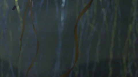 Confetti falling with strobe light, slow motion 库存影片 50185044