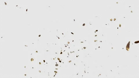 Confetti Stock Footage 220473434