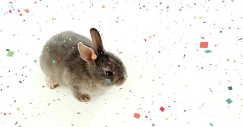 Confetti settling onto small gray rabbit on white backdrop, rabbit grooming fur Stock Photos