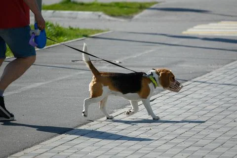 Confident Beagle Walk in Muzzle on Pavement Stock Photos