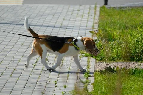 Confident Beagle Walk in Muzzle on Pavement Stock Photos