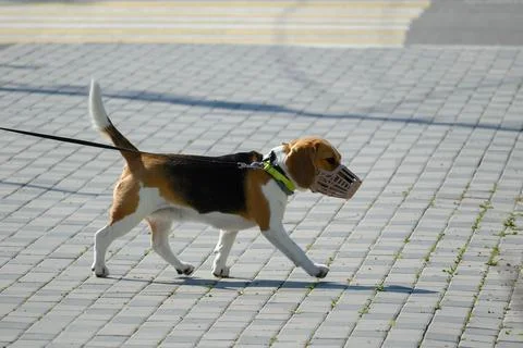 Confident Beagle Walk in Muzzle on Pavement Stock Photos