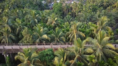 Confident Boy Walking on Bridge Surrounded by Trees – Drone View Stock Footage 284376512