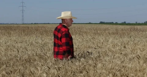 Confident Farmer Man Walking in Wheat Field Checking Crop Harvest Cereal Land Stock Footage 83692175