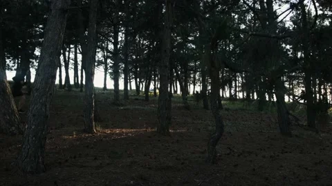 Confident man running in the forest at sunset. Healthy lifestyle and digital Stock Footage 141448461