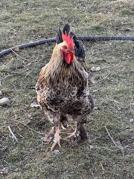 Confident Rooster Facing Camera Foto stock