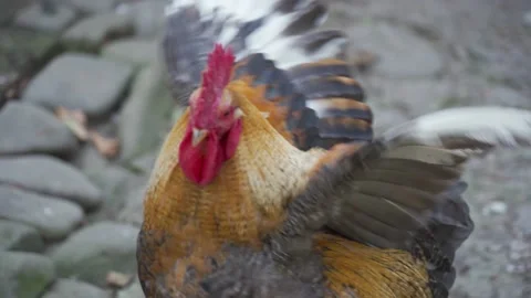 Confident rooster with red head walk, indignantly flaps wings, defends territory Stock Footage 155655271