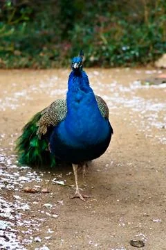 Confident Stride of a Peacock Stock Photos