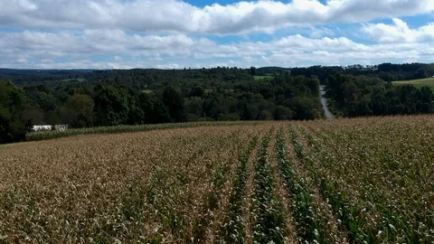 Confield in Pennsylvania Stock Footage 97184239