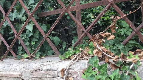 Confine border finestra 動画素材 82461986