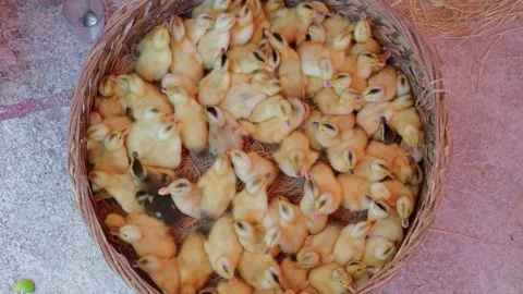Confined broiler chicken chicks in a tiny basket wanting to free Stock Footage 204887383