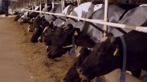 Confined cows Stock Footage 76911209
