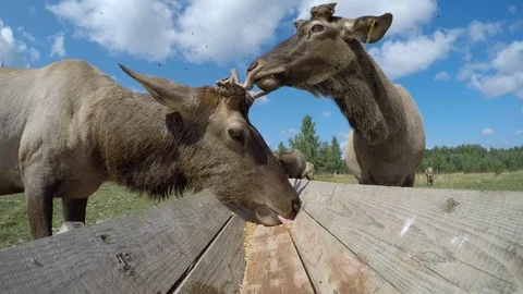 Conflict between two marals during lunch Stock Footage 124719192