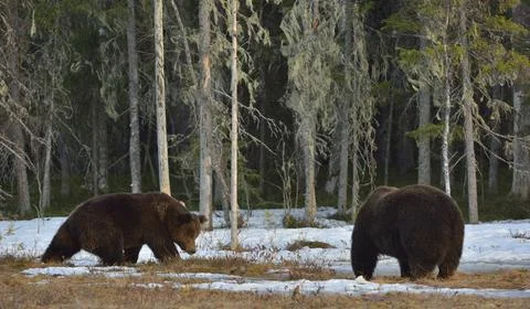 The conflict of two brown bears for domination. Adult male of Brown Bear (Urs Stock Photos