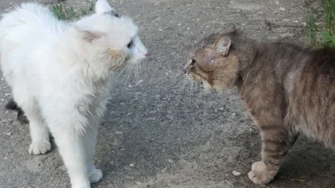 Conflict of two stray cats Stock Footage 113742696