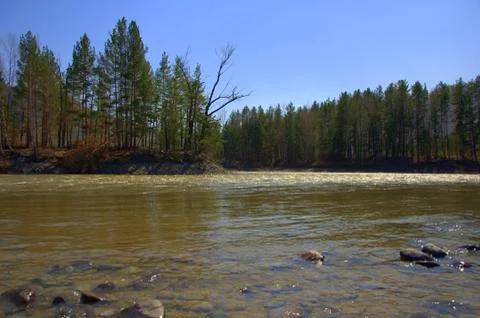 The confluence of two mountain rivers, bent pine and rocky shore. Altai, Sibe Stock Photos
