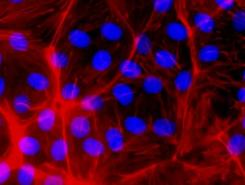 Confocal Fluorescence Microscopy of CRISPR-generated cells Stock Photos