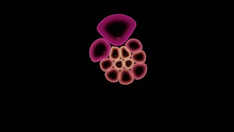 Confocal Stack Climbs Upward Through A Cell Layer Stock-Footage 344513255