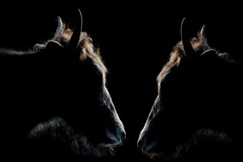Confrontation between two goats showing only silhouette with rim of light Stock Photos