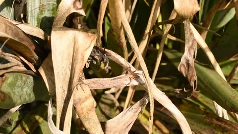 The confrontation between two spiders en... Stock Video Pond5