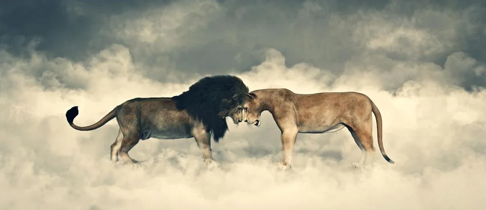 Confrontation concept, 2 lions head to head Stock Illustration