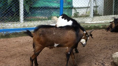 Confrontation. Stock Footage 42156361