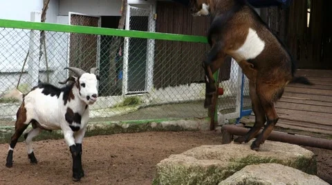 Confrontation of Goats. Stock Footage 42159267